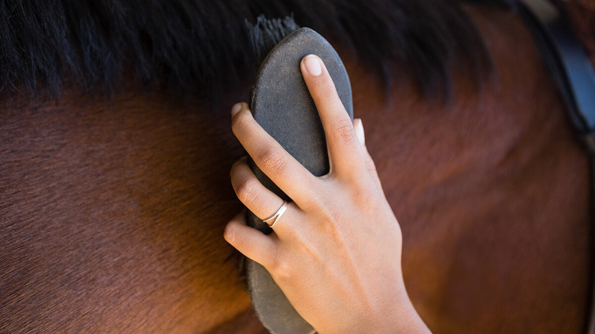 Equine Grooming Animal Health Express