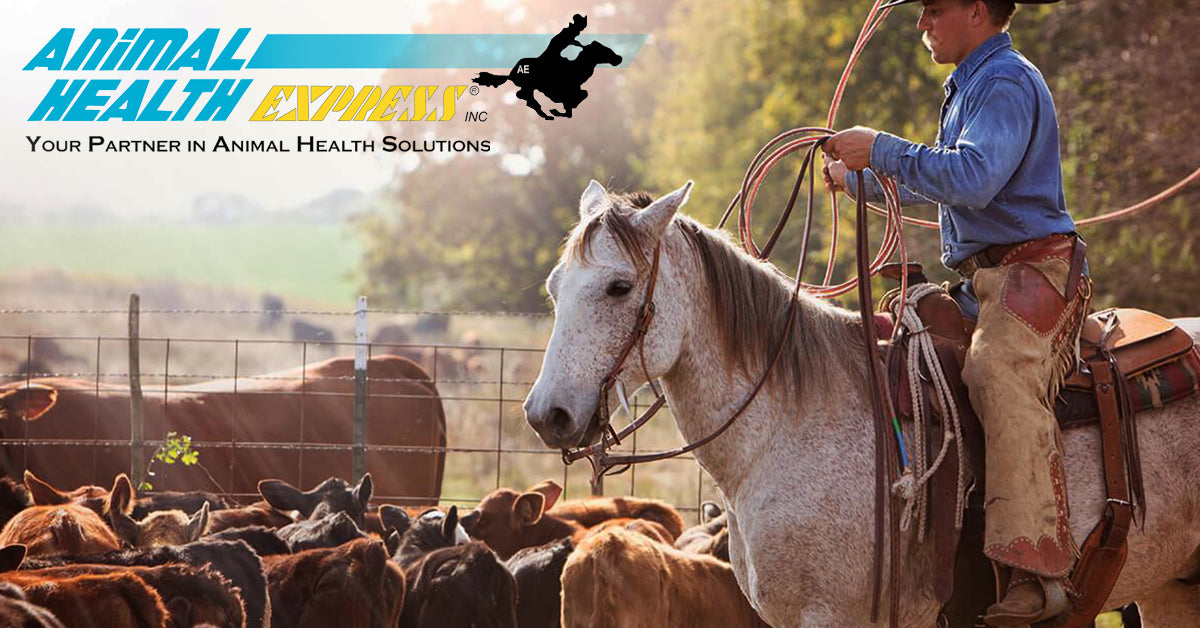 Animal Health Express | Equine, Livestock and Pet Supplies