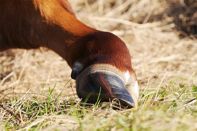 Cattle Hoof Care – Preventing Cow Lameness