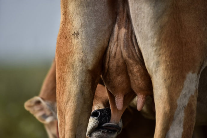 Promote Cow Health with Udder Care