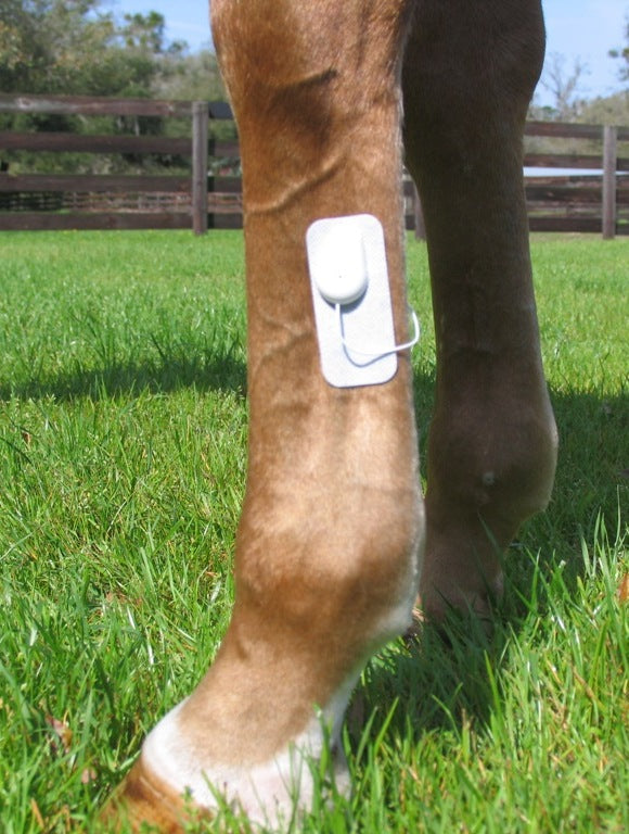 Load image into Gallery viewer, Equine Microcurrent Therapy by Microlief
