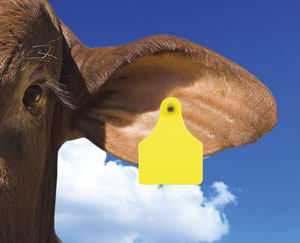 Load image into Gallery viewer, Allflex Global Large Two-Piece Ear Tags - Multiple Colors &amp; Sizes - Animal Health Express