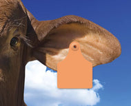 Allflex Global Maxi Two-Piece Ear Tags - Animal Health Express