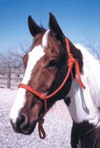 Mule Rope Halter - Animal Health Express