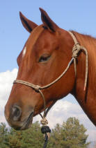 Warmblood Rope Halter - Animal Health Express