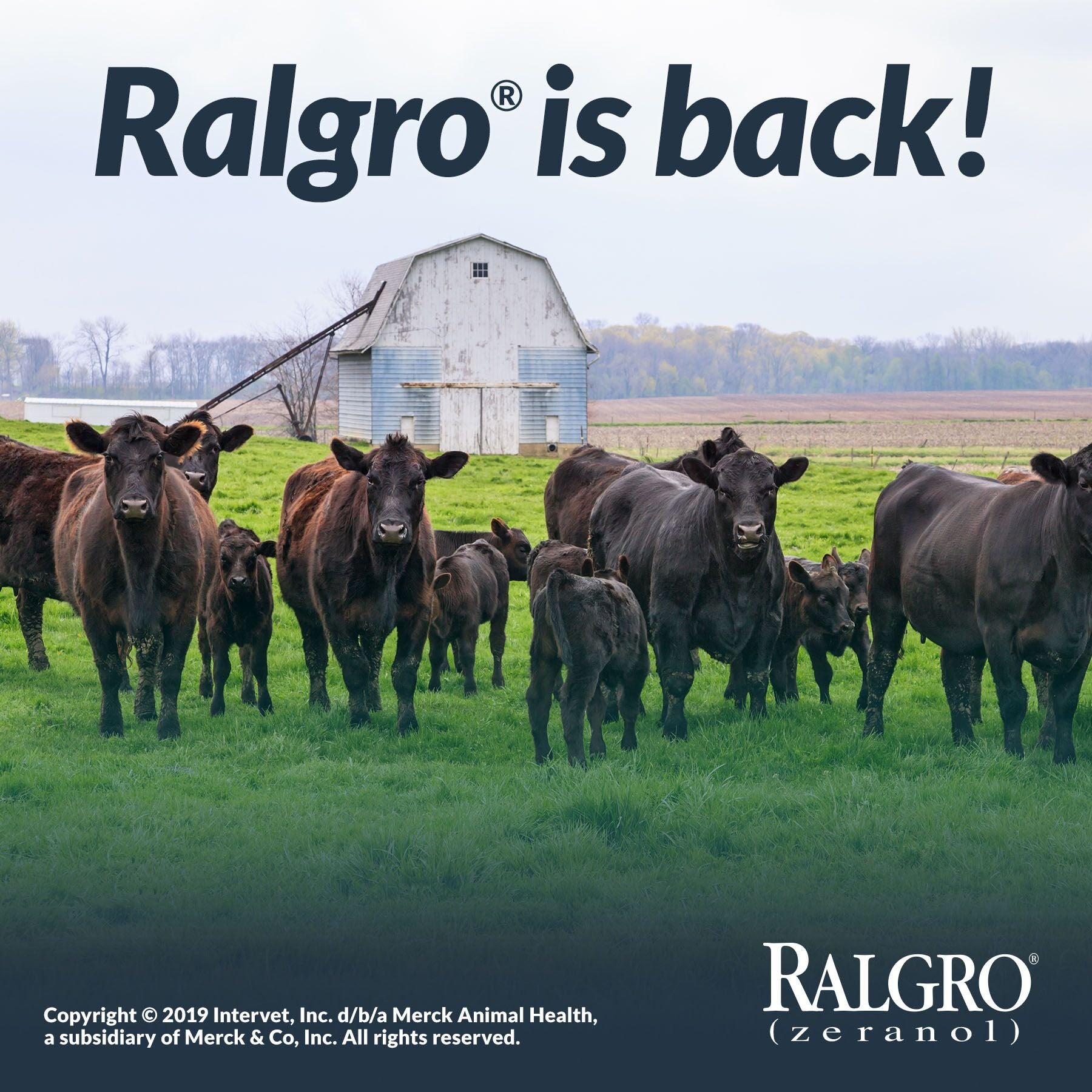 Load image into Gallery viewer, Ralgo Beef Cattle Implants - Animal Health Express