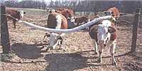 Cattle Rub - Animal Health Express