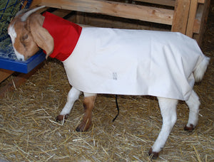 Showpro Outfitting Champions Goat Blankets - Animal Health Express
