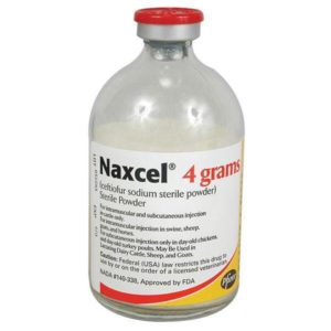 Naxcel - Animal Health Express